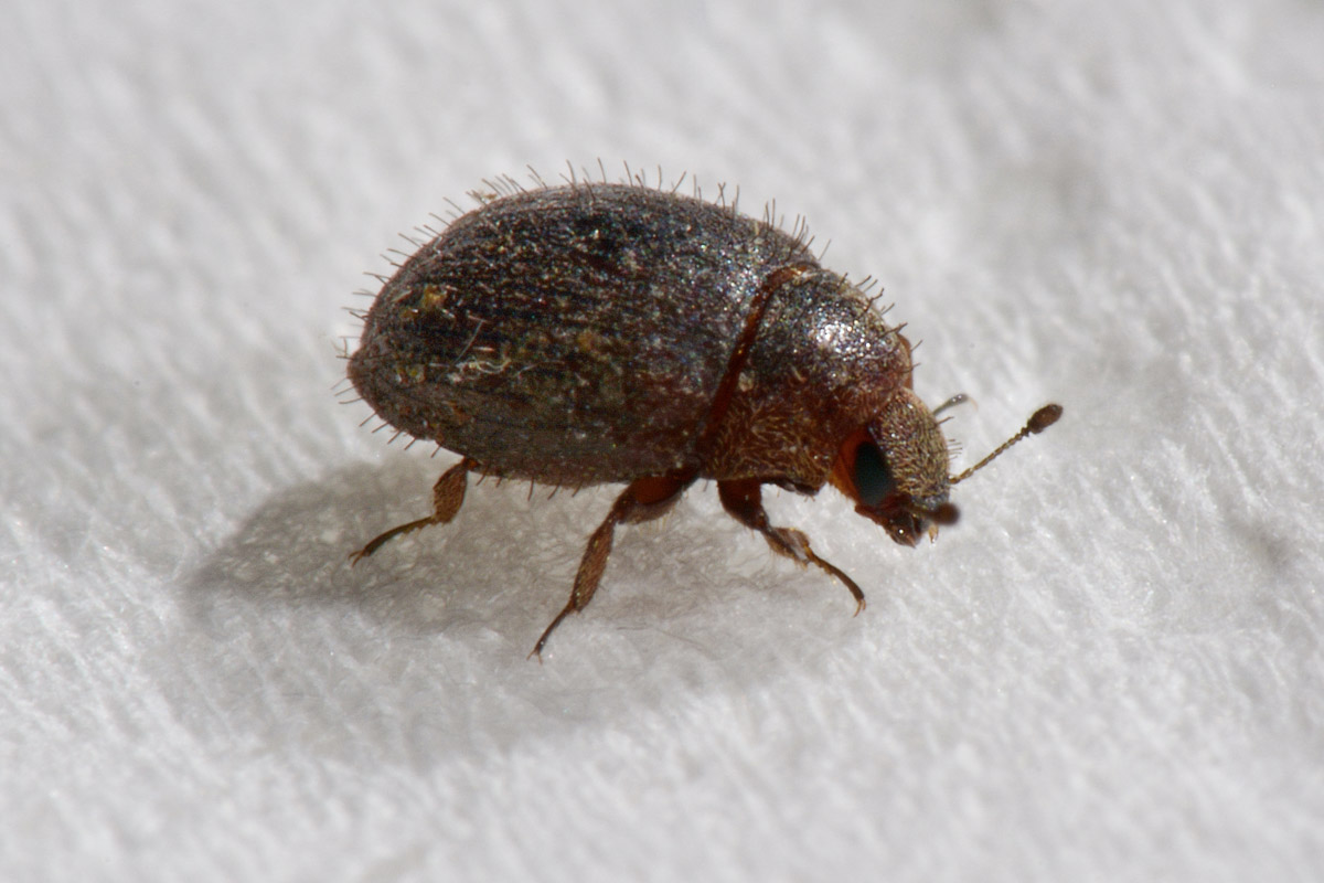 Byrrhidae: Chaetophora sp...inosa? no, Curimopsis maritima